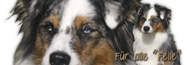 Spardose Miniature Australian Shepherd #3